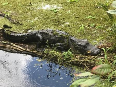 Gator on log