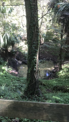 Sinkhole at Kanapaha Gardens